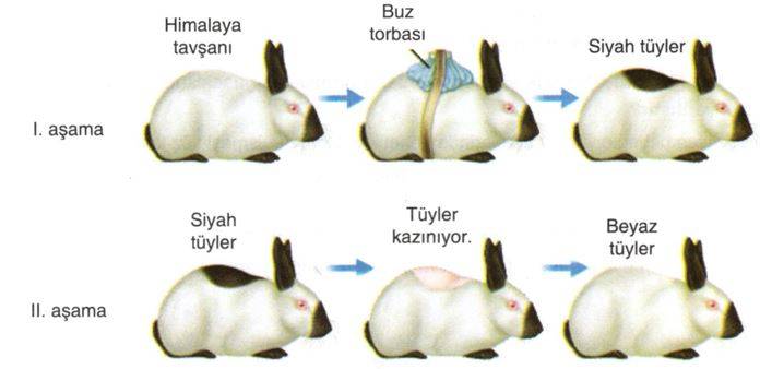 Himalaya tavşanı 2025